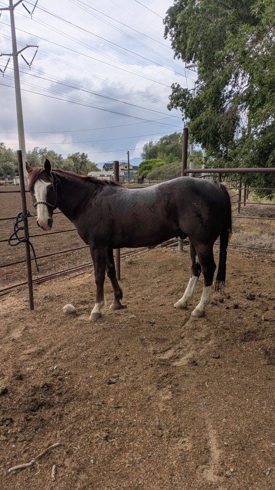 Breakaway Gelding AQHA