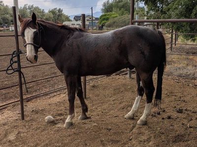 Breakaway Gelding AQHA