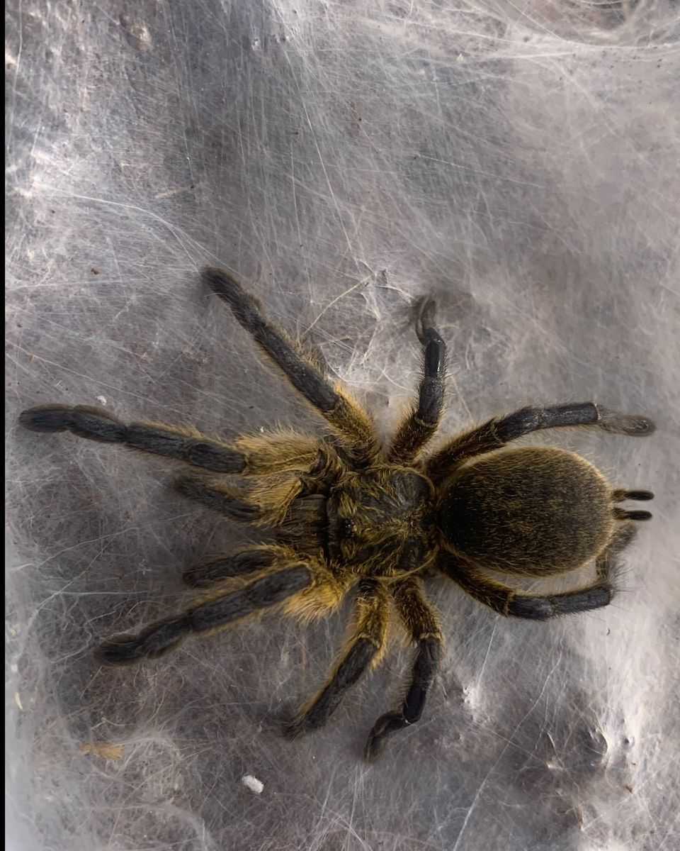 Female Golden Blue-Leg Baboon Tarantula