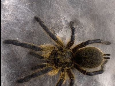 Female Golden Blue-Leg Baboon Tarantula