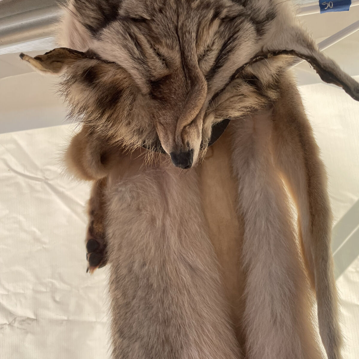 Coyote Fur