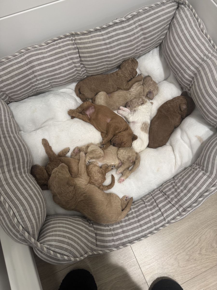F3 Golden doodle puppies