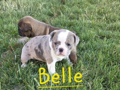 Olde English Bulldogs/Frenchie mix puppies