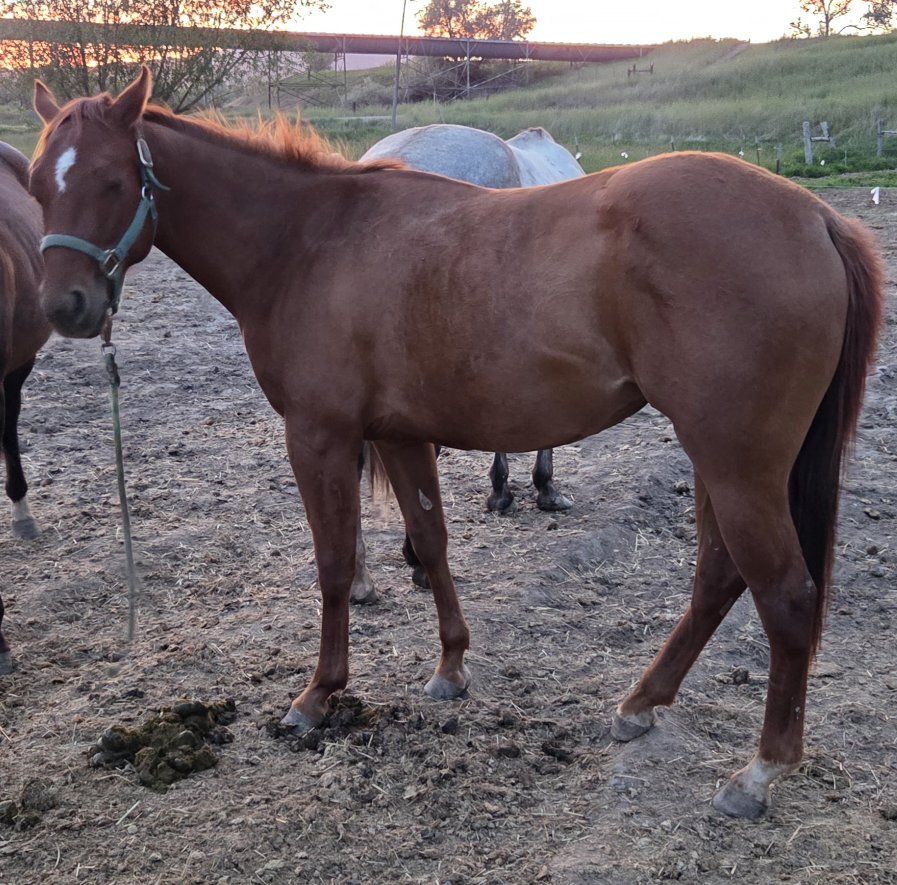 2 yr old AQHA Genuine Hombre/ Two eyed Bred filly