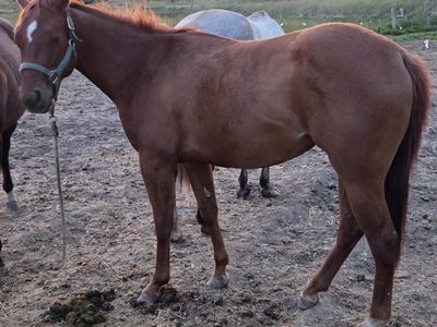 2 yr old AQHA Genuine Hombre/ Two eyed Bred filly