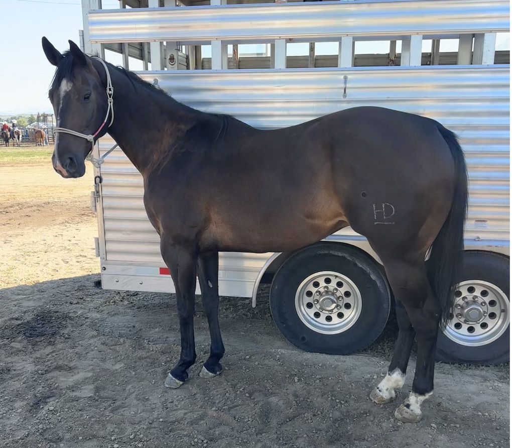 5 Year Old Gelding