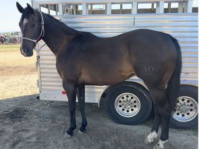 5 Year Old Gelding