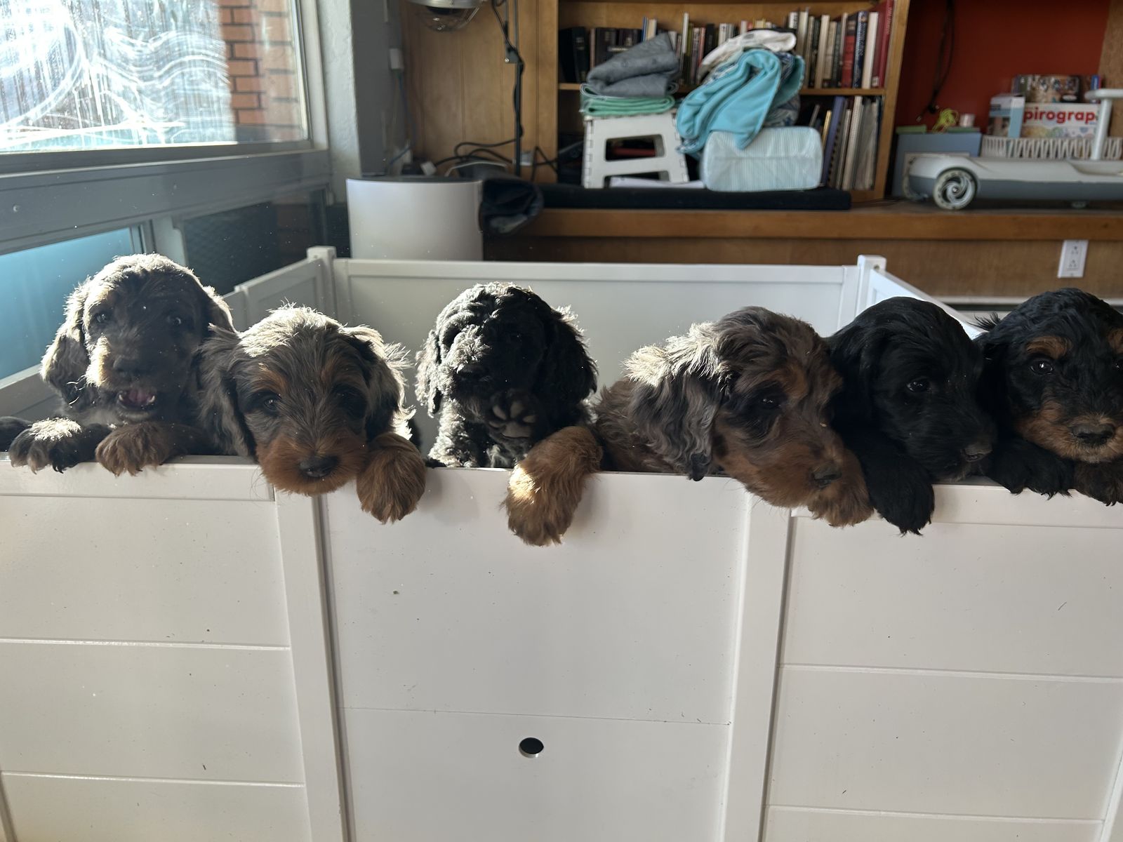 Bernedoodle puppies- medium 8 weeks old- ready for home!