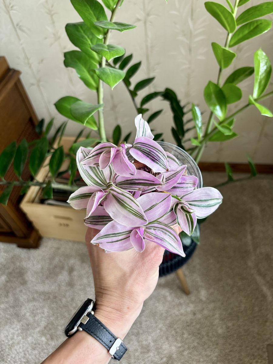 Tradescantia Nanouk Potted Houseplant