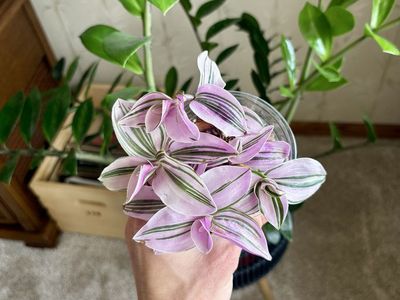 Tradescantia Nanouk Potted Houseplant