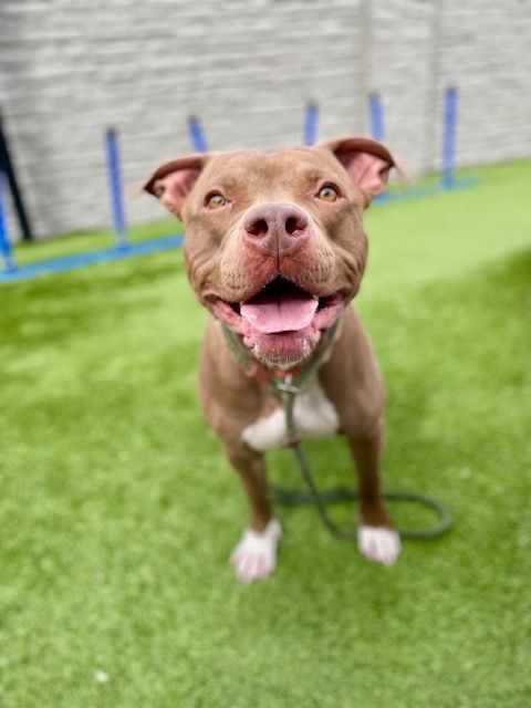 A160434 Twix is Available for Adoption!