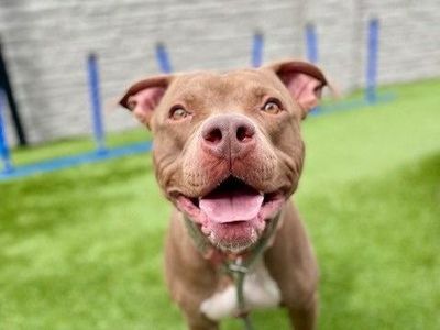 A160434 Twix is Available for Adoption!