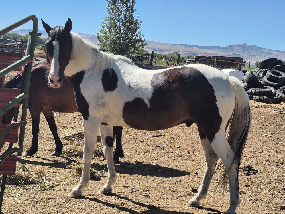 paint gelding