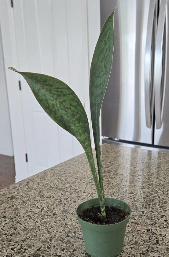 Whale Fin Snake Plant