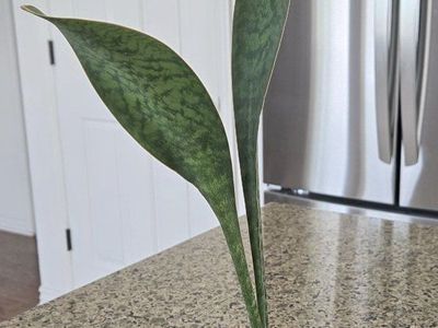 Whale Fin Snake Plant