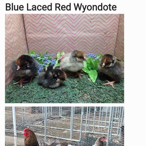 Wyondote Chicks