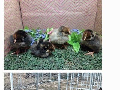 Wyondote Chicks