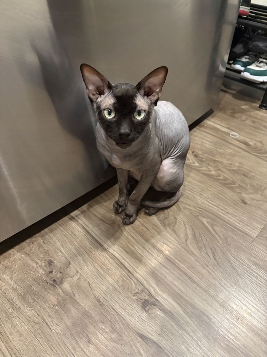 Healthy, Affectionate 2-Year-Old Sphynx Male Cat Stud Service - Utah