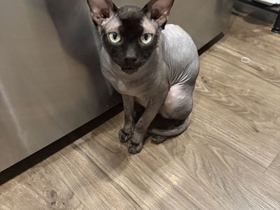 Healthy, Affectionate 2-Year-Old Sphynx Male Cat Stud Service - Utah