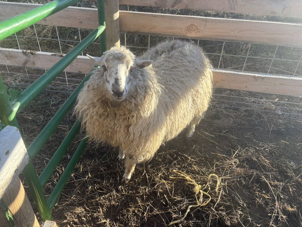 Grass Fed Omega Three Balanced Lamb