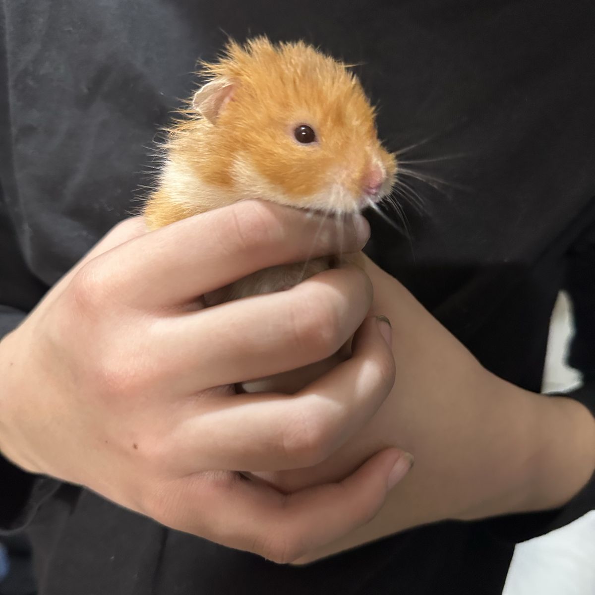 Hamster