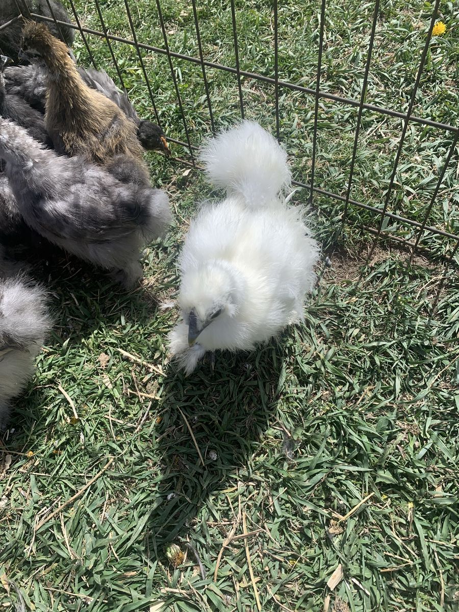 Coop Ready Silkies