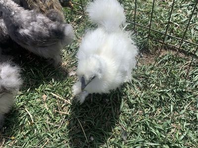 Coop Ready Silkies