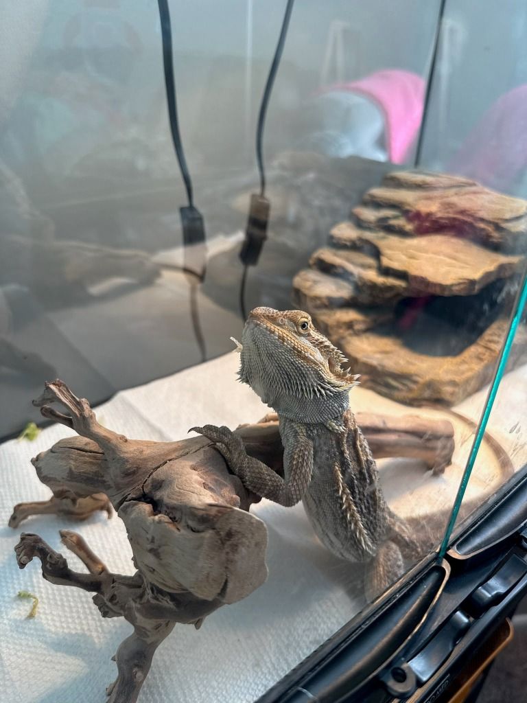 Reptar the Bearded Dragon