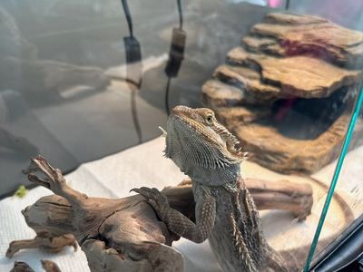 Reptar the Bearded Dragon