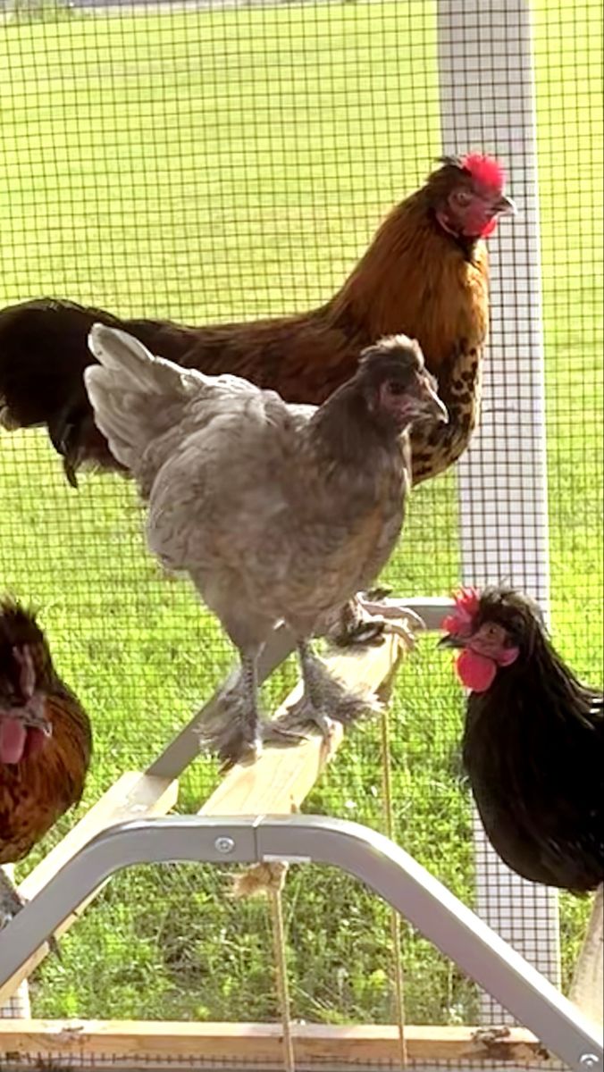 Free Hen