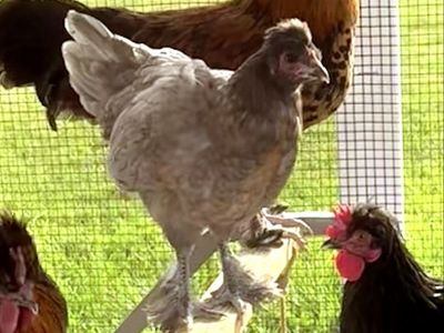 Free Hen