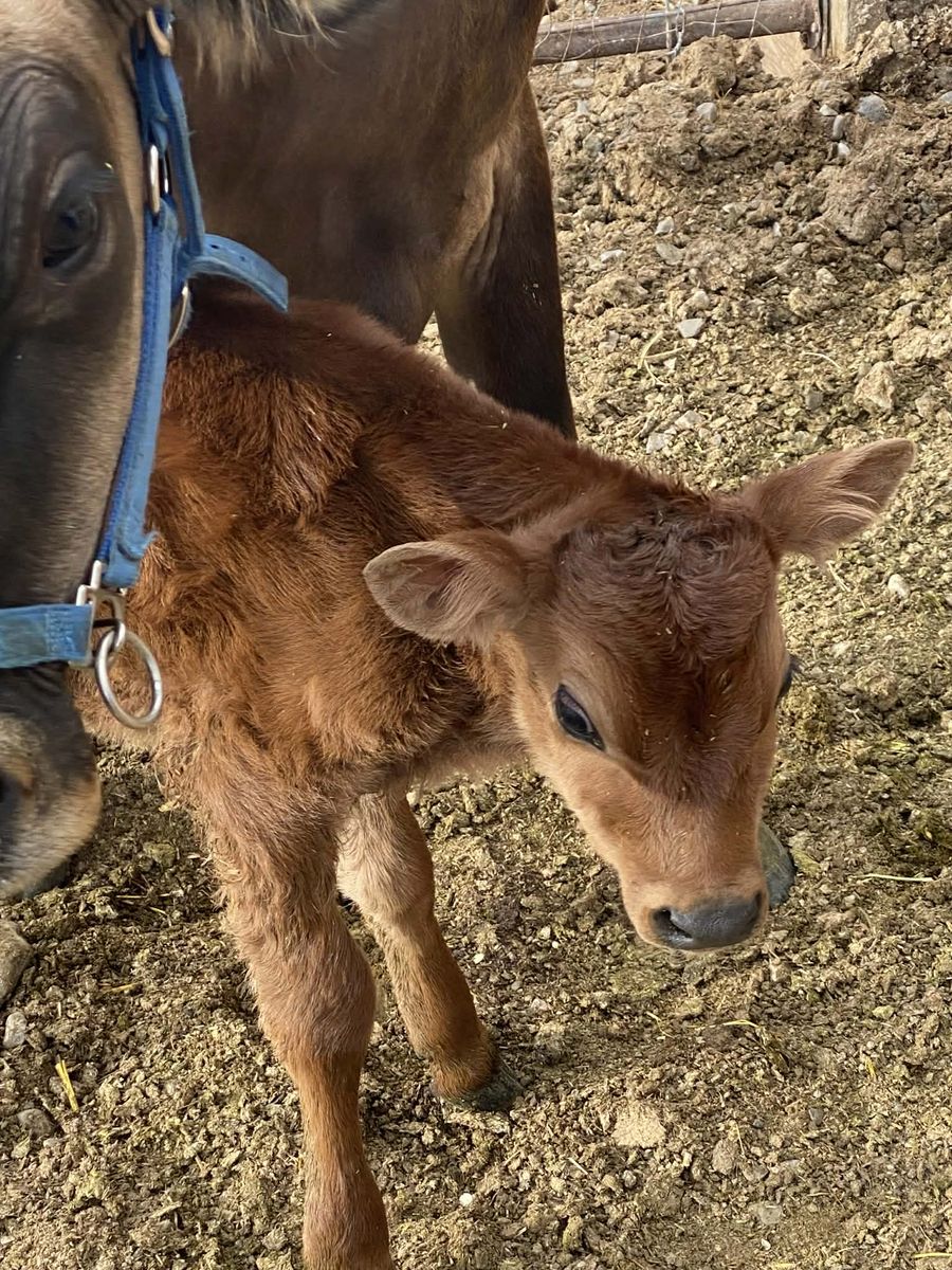 A2/A2 Purebred Jersey Bull Calf