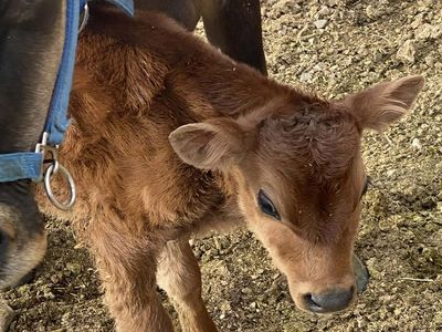 A2/A2 Purebred Jersey Bull Calf
