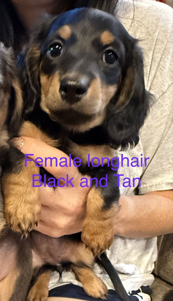AKC Registered purebred mini dachshund puppies