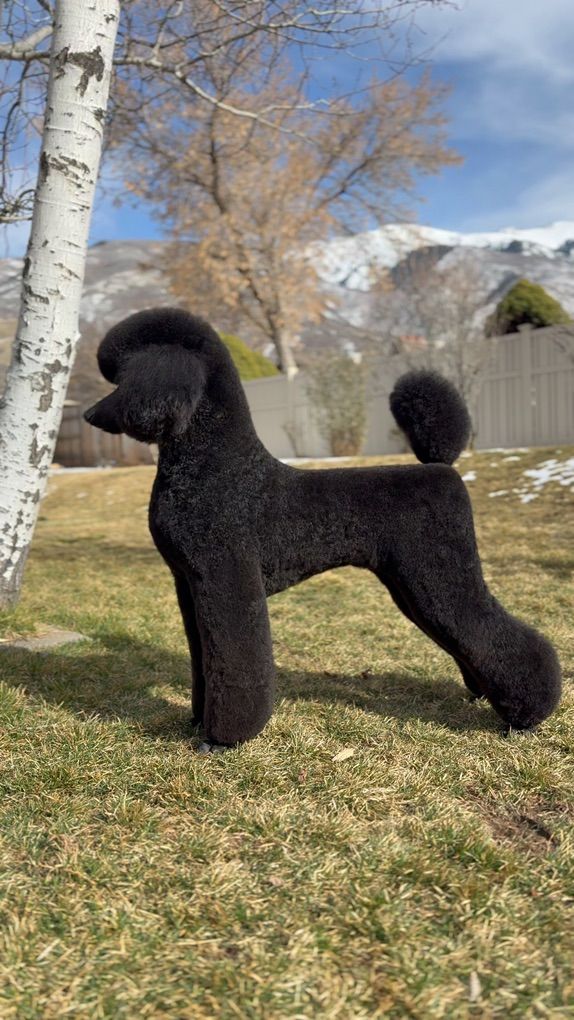 Grooming Client Availability