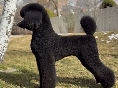 Grooming Client Availability