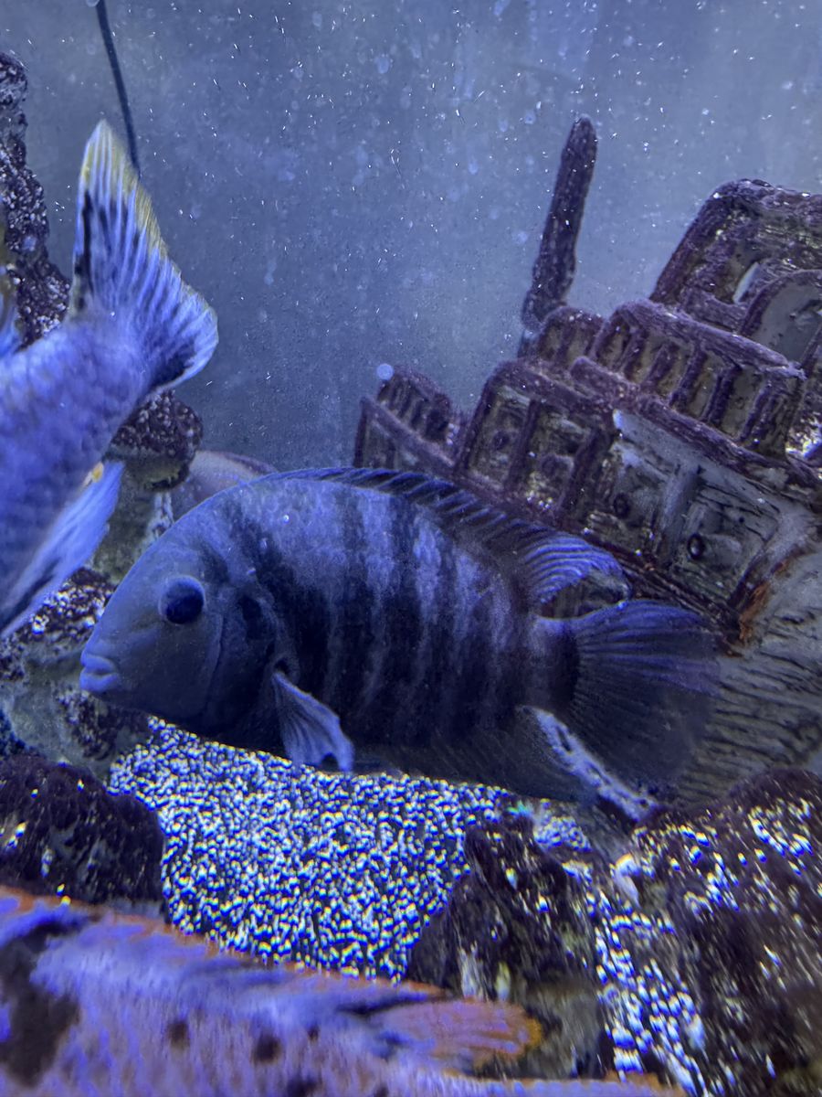 free convict african cichlids