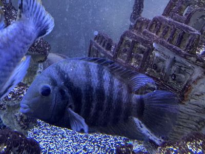 free convict african cichlids