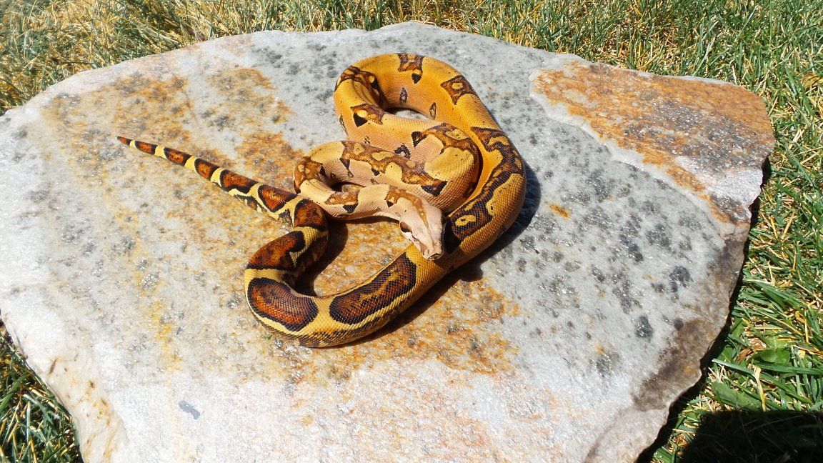 pinkbelly pastel, jungle ,whitewall (Sal)   het Vpi T+ pp male