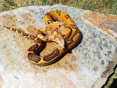 pinkbelly pastel, jungle ,whitewall (Sal) het Vpi T+ pp male