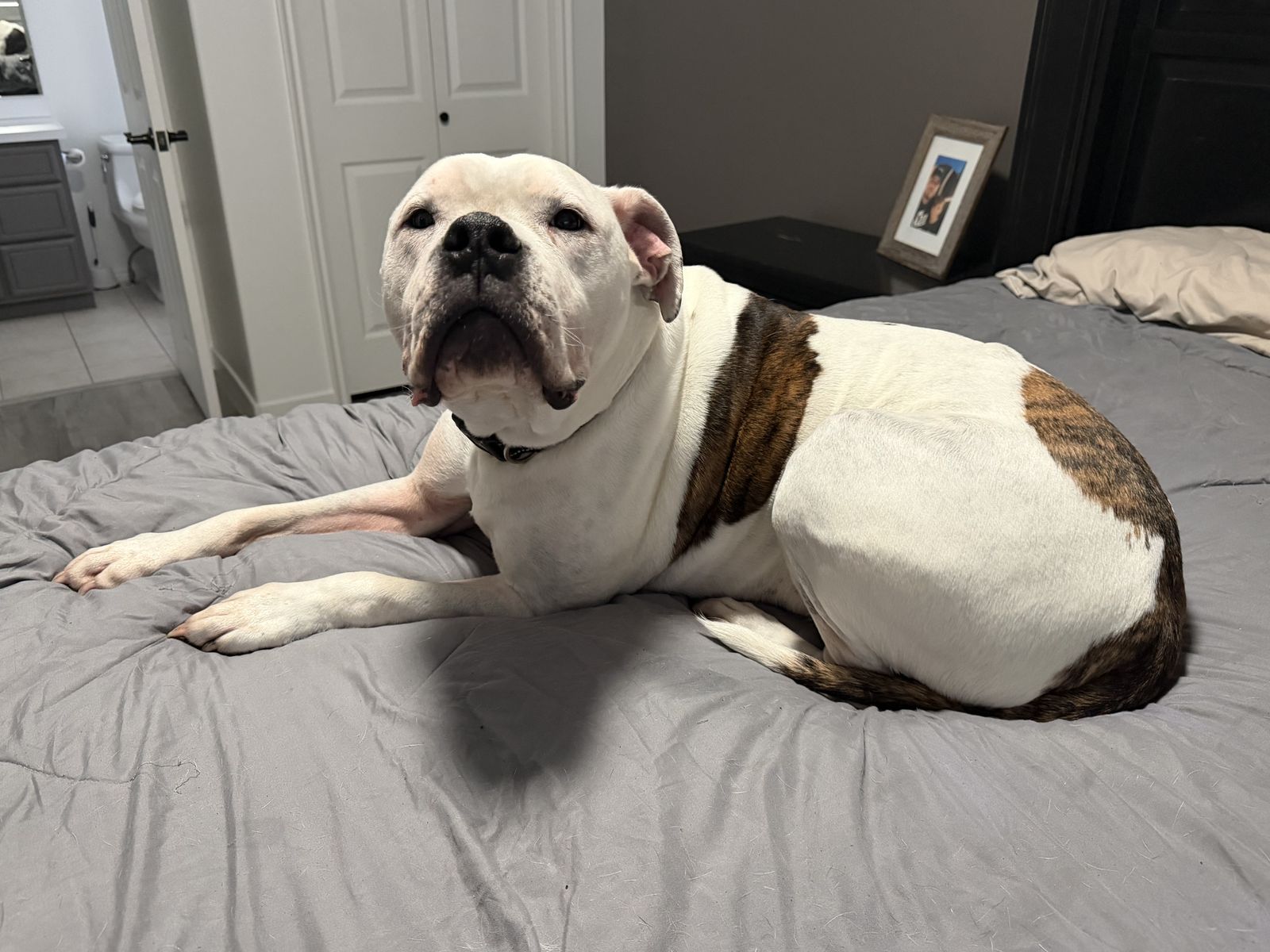 American Bulldog