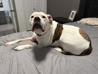 American Bulldog