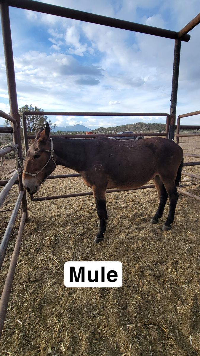 Mule