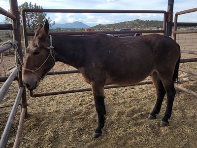 Mule