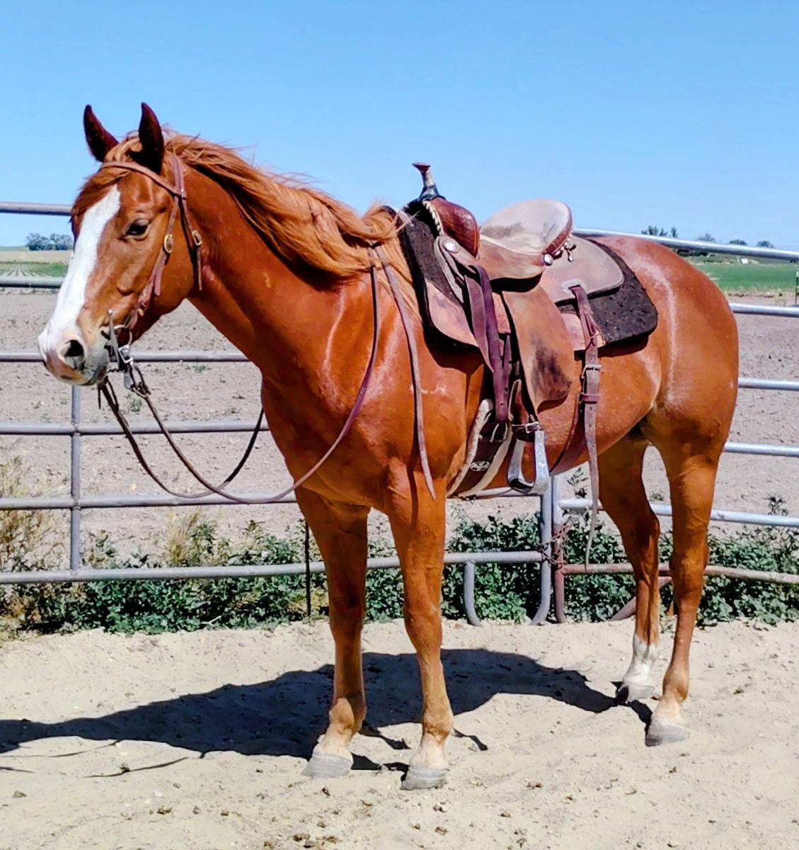 2019 Trail and Ranch Gelding
