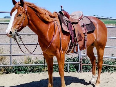 2019 Trail and Ranch Gelding