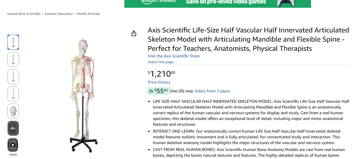 Realistic Life-Size Skeleton – Medical Training Model