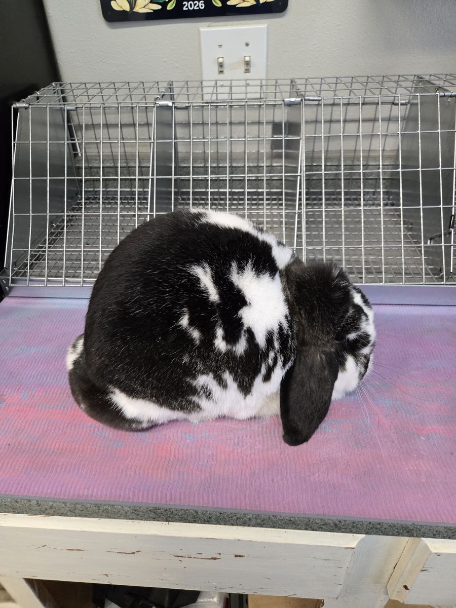Registered Mini Lop girl