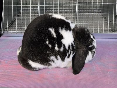 Registered Mini Lop girl