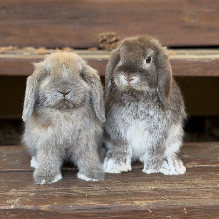 Sweet Holland Lop Bunnies Ready Now!